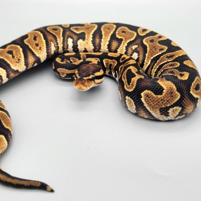 Yellowbelly Het Clown 66% Het Ultramel Profile Picture