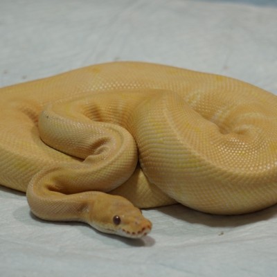 Lavender Albino Pinstripe Profile Picture