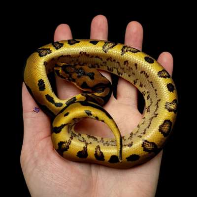 Leopard Clown 50% Het Pied 50% Het Lavender Profile Picture