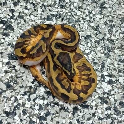 Enchi Asphalt Pied Profile Picture