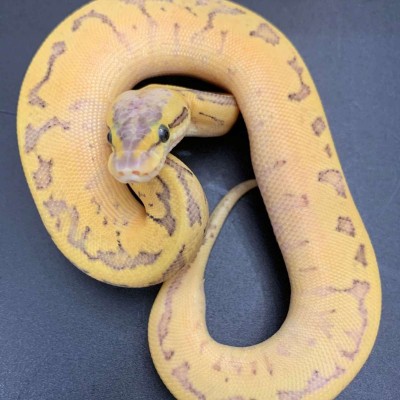 Super Pastel Enchi Pin poss YB het pied Profile Picture