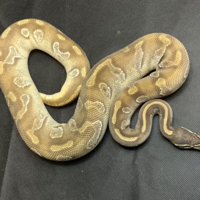 2020 Proven Blackhead Mojave Enchi Ringer (Shipping Included) Profile Picture