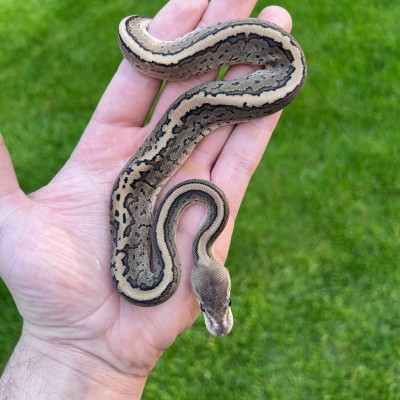 Cinnamon Pinstripe Het Pied Profile Picture