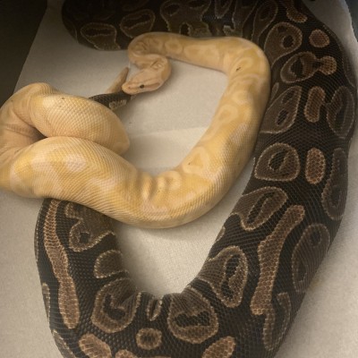 Banana Pastel Fire 50% het pied Profile Picture