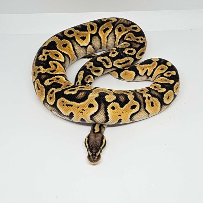 Pastel Special Enchi Clown Profile Picture