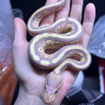 Banana Mojave Cypress Yb  poss Hypo Profile Picture