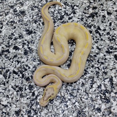 Pastel Enchi Ivory Het Clown Profile Picture