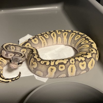 Pastel ghi phantom hypo 50% het ultramel Profile Picture