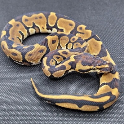 Leopard Enchi YB 50% Het Clown Profile Picture