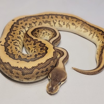 *Free shipping* Leopard pinstripe Mojave cinnamon het clown Profile Picture