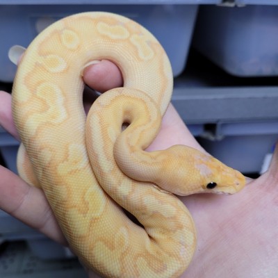 Banana Champagne Enchi Yellow Belly Profile Picture