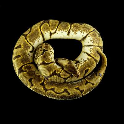 PROVEN BREEDER Enchi, Spider, Het Lav Profile Picture