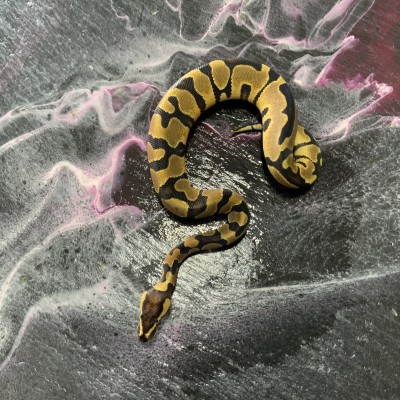 22 Vanilla Leopard Het VPI ax Profile Picture