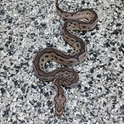 VPI Clown Het Albino Profile Picture