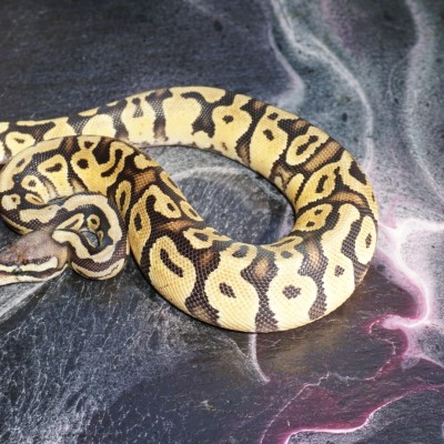 Pastel Vanilla Het. Ax-VPI Profile Picture