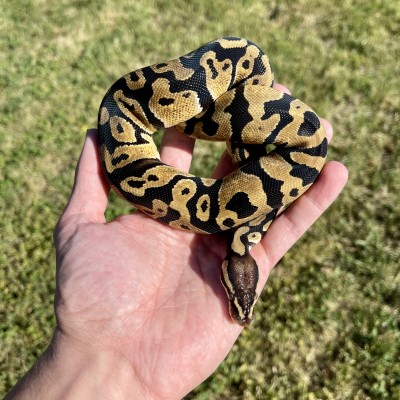 Orange Dream Enchi het Desert Ghost pos het Hypo Profile Picture