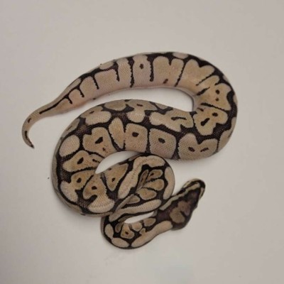 Pastel Lesser Spider Profile Picture