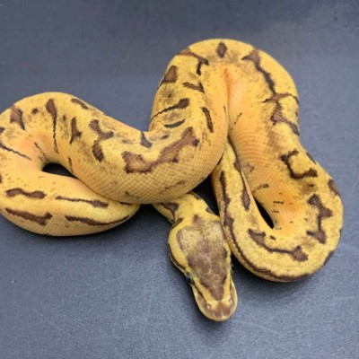 Enchi Pastel Pin  het pied Profile Picture