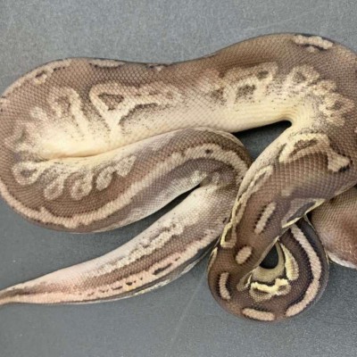 Cinnamon GHI Pastel het pied Profile Picture