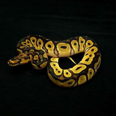 Orange Dream, Clown, 50% Het Pied, 50% Het Lavender Profile Picture