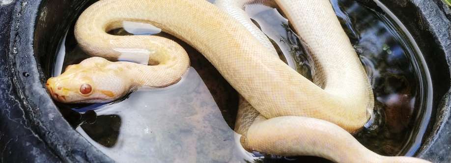 Burmese Pythons