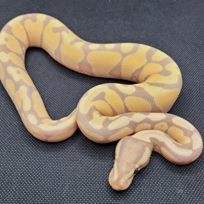 Banana Enchi Yellow Belly Profile Picture