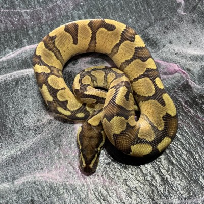 22 Vanilla Enchi Het VPI AX Profile Picture