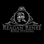 ReaganReneeRoyalPythons profile picture