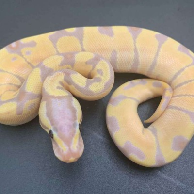 Super Banana  Enchi het clown Profile Picture