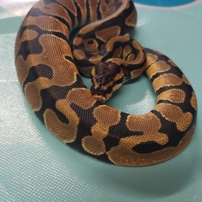 enchi het desert ghost het clown Profile Picture