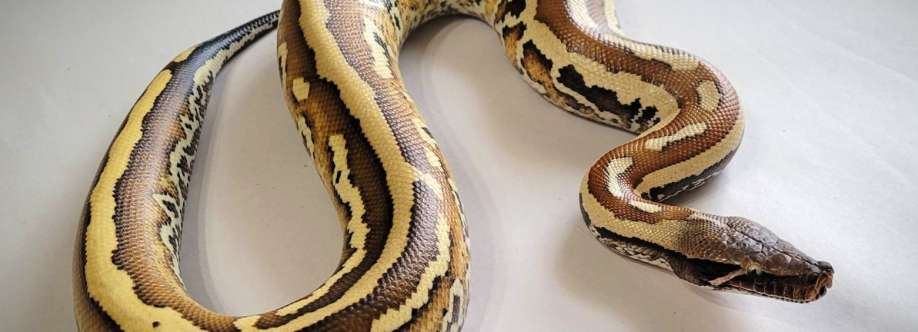 Blood Pythons & Short-Tailed Pythons
