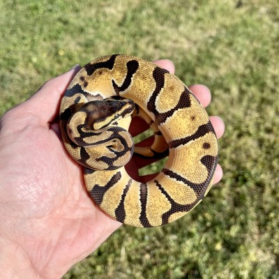 Orange Dream Pastel Enchi Het Desert Ghost POS Het Hypo Profile Picture