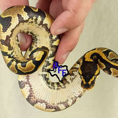 Yellow Belly, DH Clown and Pied, 50% Het Lav Profile Picture