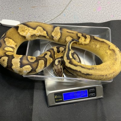 2021 Citrus Pastel or Pastel Vesper Calico Yellow Belly (Shipping Included) Profile Picture