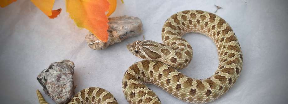 Western Hognose Snake Breeders Worldwide