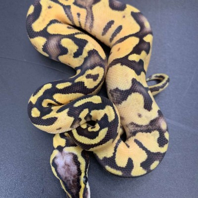 Pastel Enchi Poss YB het pied Profile Picture