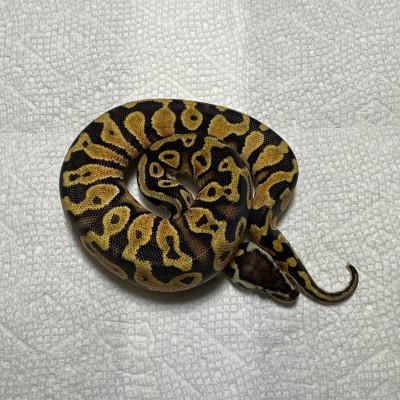 Super Pastel Yellow Belly / Gravel Profile Picture