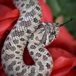 USA Hognose Breeders