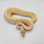 DFW Ball Python Community