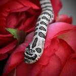 Western Hognose Keepers