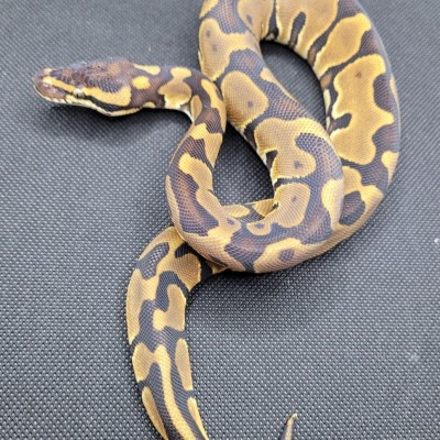 Leopard Enchi YB 50% Het Clown Profile Picture