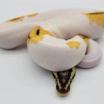 Texas Ball Python Community