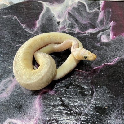 22 Super Pastel Vanilla Spider Pos. Mocha Clown (Shipping Included) Profile Picture