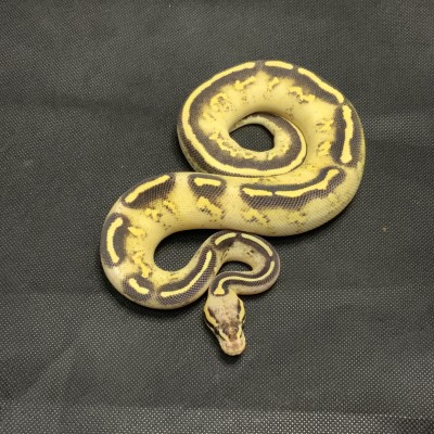 Pastel Freeway Poss Brite Het Pied (Shipping Included) Profile Picture