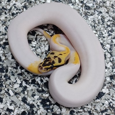 Pastel Leo Freeway Pied Het Clown Profile Picture