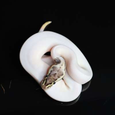 Firefly Pied het Ultramel pos Leopard Profile Picture