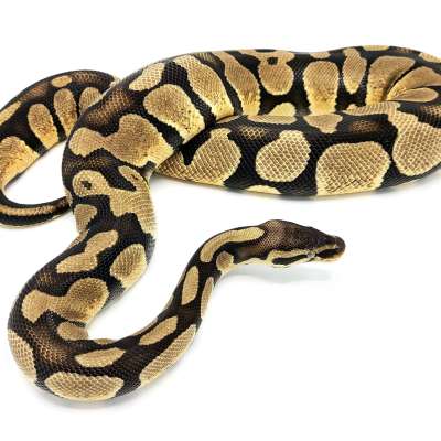 Great for a beginner keeper! Enchi Pastel Profile Picture