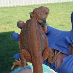 Bearded Dragon Care & Husbandry