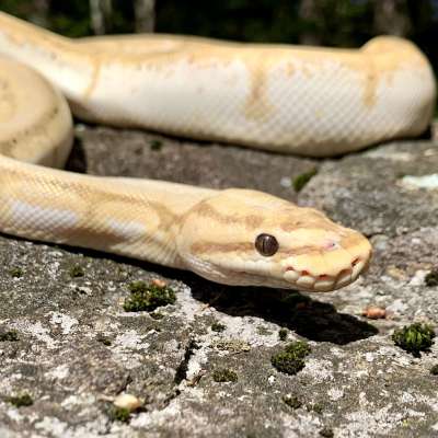 *Free Shipping* PB Banana Spider Calico Profile Picture