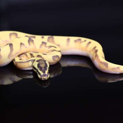 super enchi orange dream yellowbelly Profile Picture